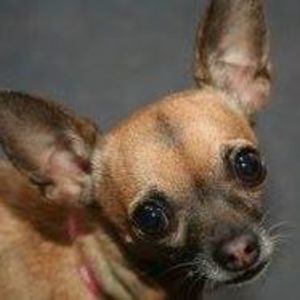 Meet your Posher, Marie